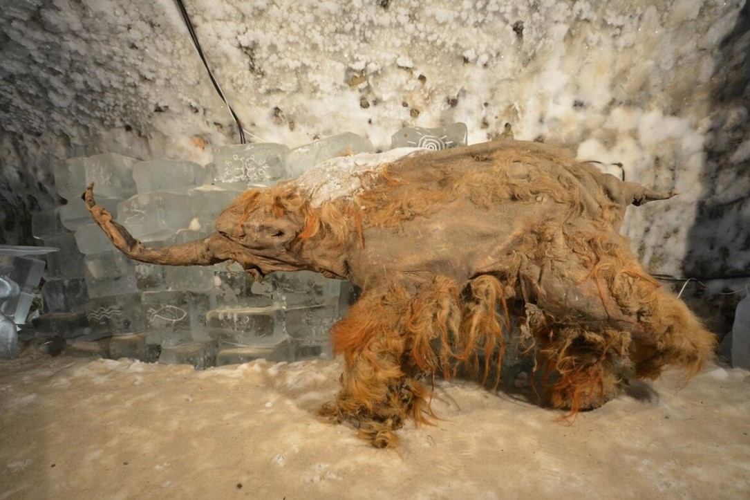 Egy mamut, amely 39 000 évvel ezelőtt halt meg egy barlangi oroszlán támadása miatt, előállította a valaha talált legrégebbi RNS-t