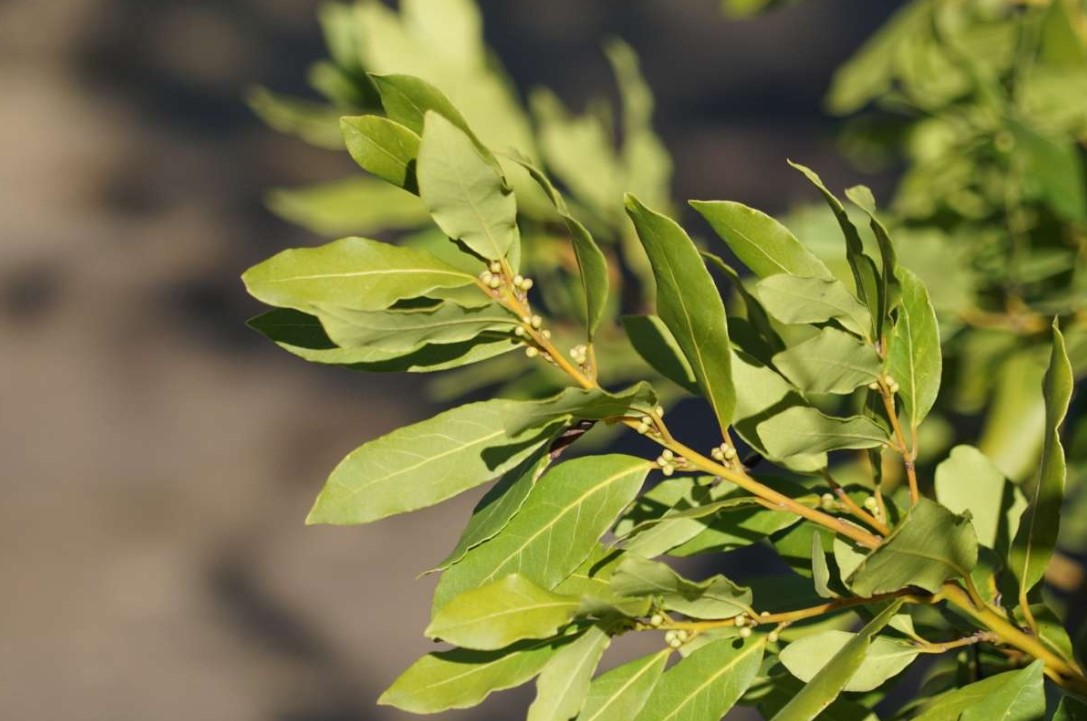 Miért lógass babérlevelet az ajtóra? A hagyomány és a pozitív energia ereje 3 Miért lógass babérlevelet az ajtóra? A hagyomány és a pozitív energia ereje