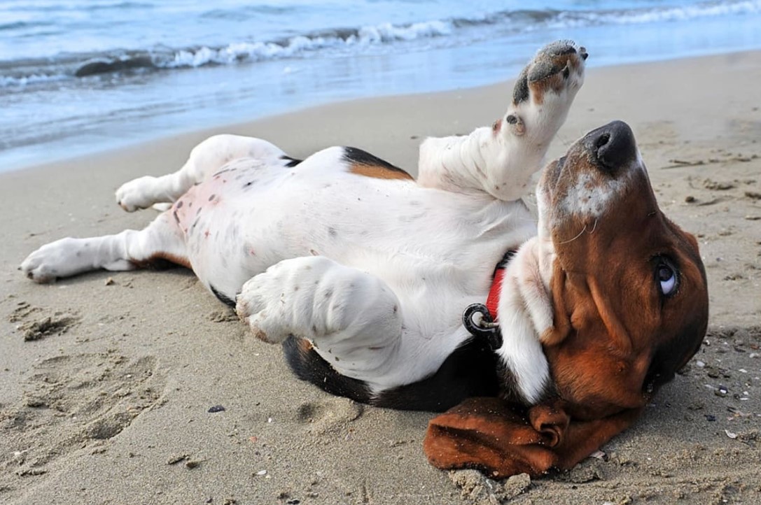 Mit jelent, ha a kutya a hátára fekszik és megmutatja a hasát? A viselkedésszakértők szerint ez nem mindig szeretetkeresés 3 Mit jelent, ha a kutya a hátára fekszik és megmutatja a hasát? A viselkedésszakértők szerint ez nem mindig szeretetkeresés