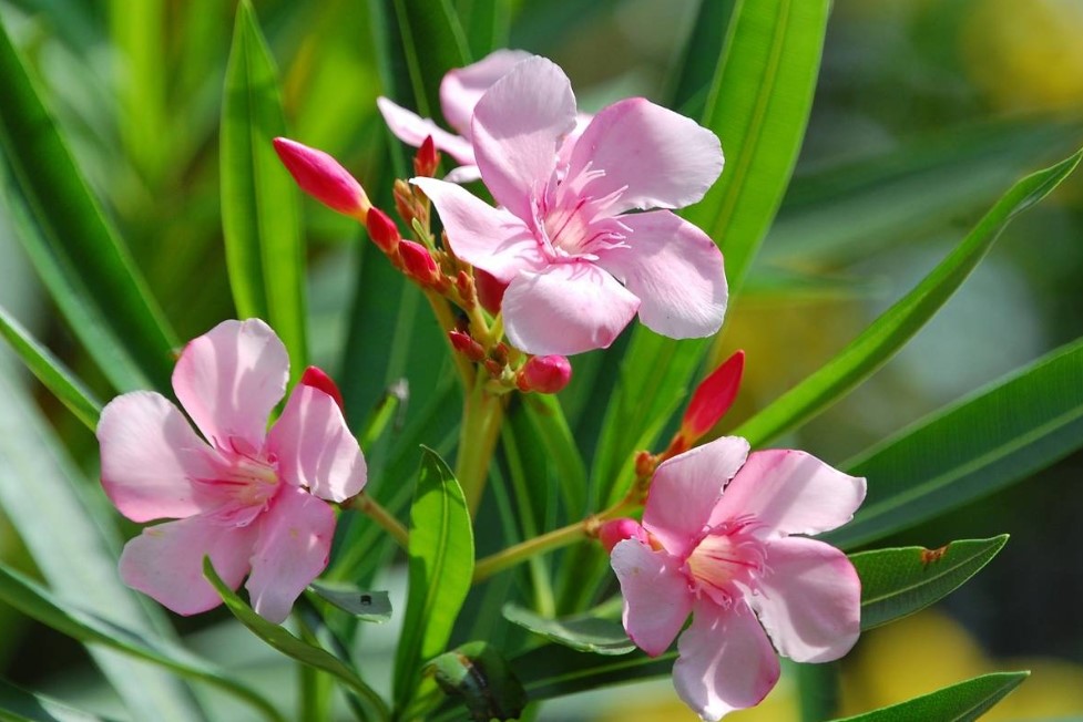 Oleander: a rózsaszínű mediterrán szépség, ami veszélyt is rejt 3 Oleander: a rózsaszínű mediterrán szépség, ami veszélyt is rejt