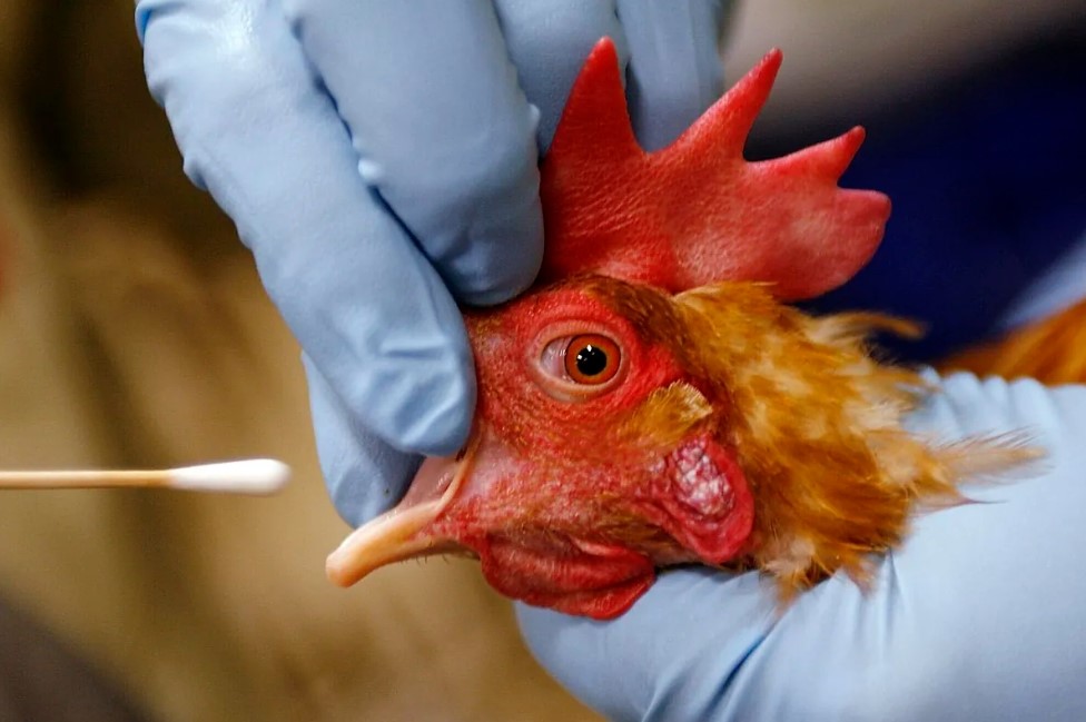 Madárinfluenza az Antarktisztól a világ minden tájáig: veszélyben a vadon élő állatok 3 Madárinfluenza az Antarktisztól a világ minden tájáig: veszélyben a vadon élő állatok