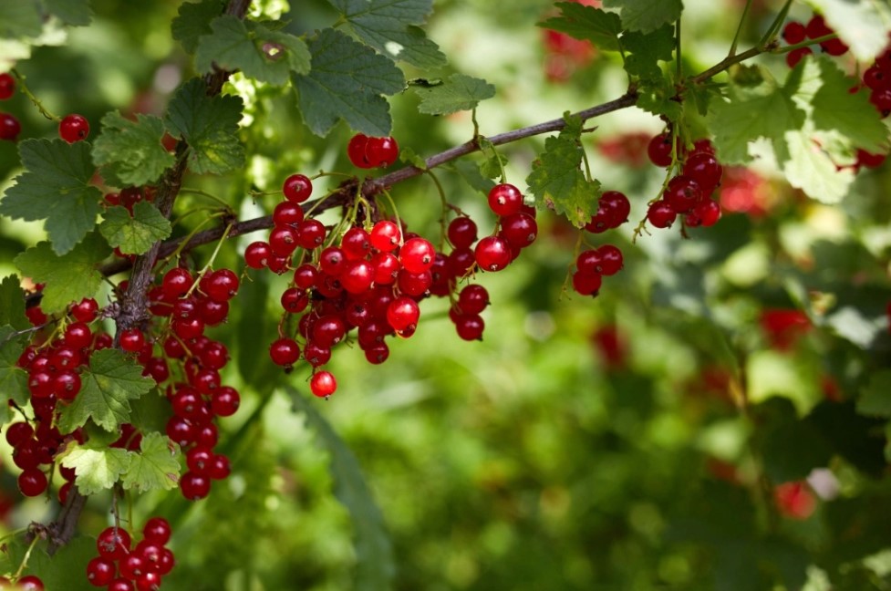 Ültesse ezt a gyümölcsöt most, hogy tavasszal bőséges termést kapjon 3 Ültesse ezt a gyümölcsöt most, hogy tavasszal bőséges termést kapjon