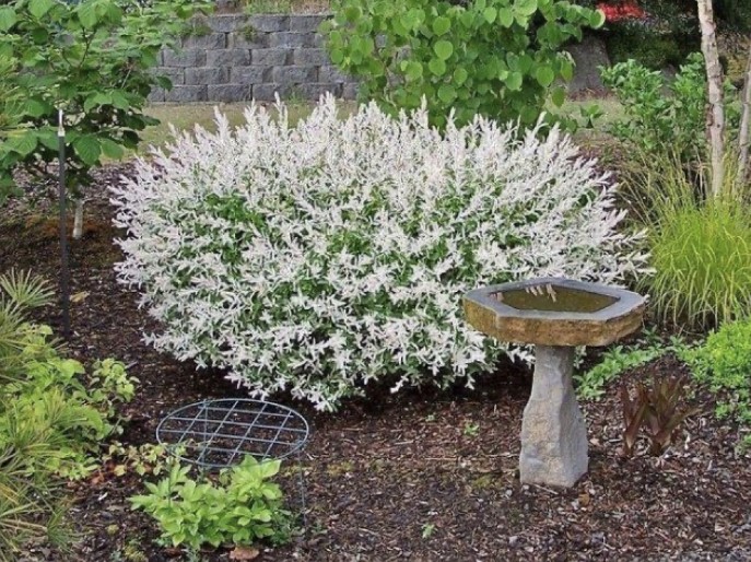 Ezért őrül meg minden kertész a japán fűzért – a trükk, amit azonnal ki akarsz próbálni! 3 Ezért őrül meg minden kertész a japán fűzért – a trükk, amit azonnal ki akarsz próbálni!