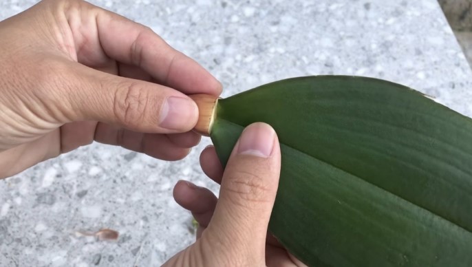 Orchidea Szaporítása Levélről: Minden, Amit Tudnod Kell A Tökéletes Szaporításhoz