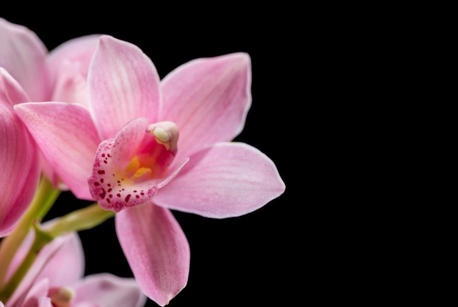 A kertészek titkos módszere: Ez az egyszerű, természetes technika újraéleszti az orchideádat – és úgy virágzik majd, mint még soha 3 A kertészek titkos módszere: Ez az egyszerű, természetes technika újraéleszti az orchideádat – és úgy virágzik majd, mint még soha