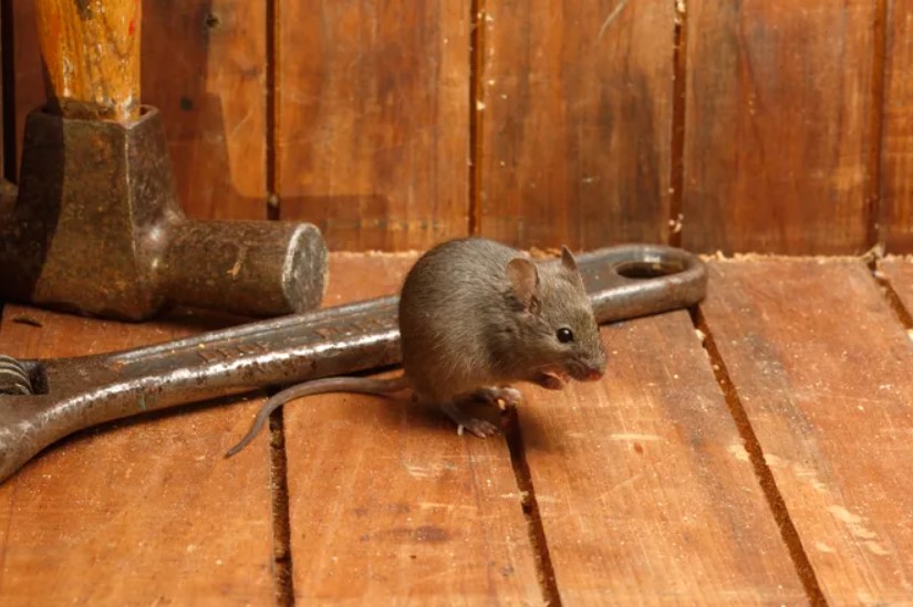 A módszer, amitől az egerek szó szerint menekülnek: a természetes illatkeverék, amely percek alatt kitakarítja a lakást 3 A módszer, amitől az egerek szó szerint menekülnek: a természetes illatkeverék, amely percek alatt kitakarítja a lakást