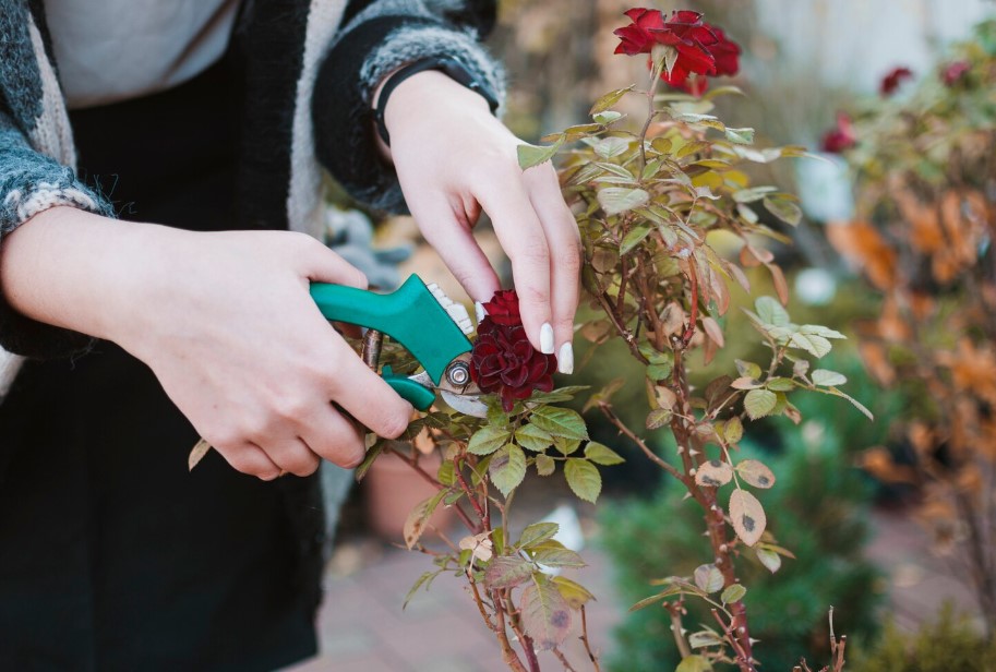 Hogyan élhetik túl a kert legszebb rózsái a telet? A titkok, amikről minden kertésznek tudnia kell 3 Hogyan élhetik túl a kert legszebb rózsái a telet? A titkok, amikről minden kertésznek tudnia kell