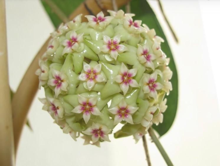 Hoya Carnosa: Az otthon varázslatos szobanövénye, ami soha nem hagy cserben