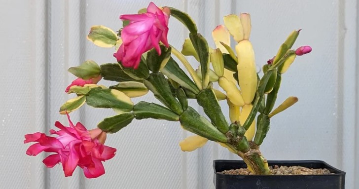 8 változat a Schlumbergera (ünnepi kaktusz) közül, amelyek beragyogják a sötét hónapokat 3 8 változat a Schlumbergera (ünnepi kaktusz) közül, amelyek beragyogják a sötét hónapokat
