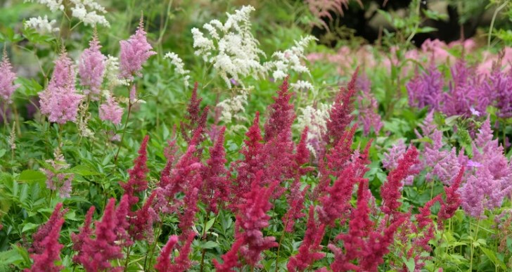 15 évelő növény, amit az első kemény fagy után érdemes takarni 3 15 évelő növény, amit az első kemény fagy után érdemes takarni