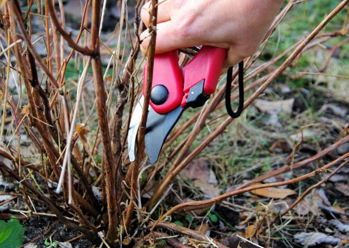 Mely növényeket kell ősszel metszeni, és melyiket nem 3 Mely növényeket kell ősszel metszeni, és melyiket nem