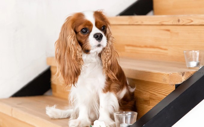 Ezeknek a kutyafajtáknak gyapjúra van szükségük