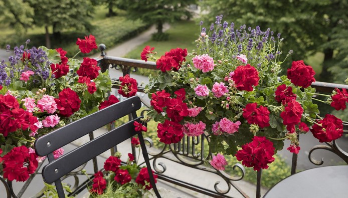 Ha nem metszi ezeket a növényeket tél előtt, akkor el lehet dobni őket