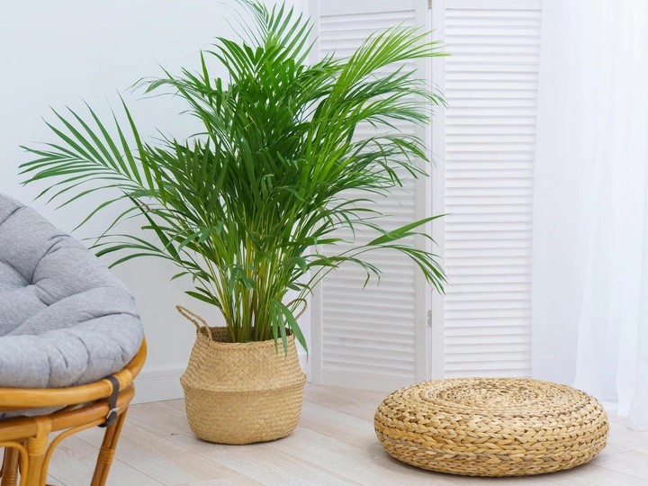 Két növény legyen a házban ősszel és télen