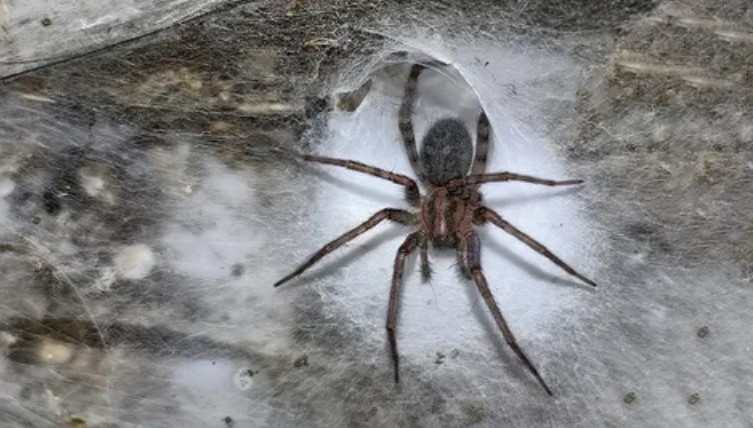 A kutatók 110 000 pókot és a világ legnagyobb pókhálóját fedezték fel a barlangban 3 A kutatók 110 000 pókot és a világ legnagyobb pókhálóját fedezték fel a barlangban