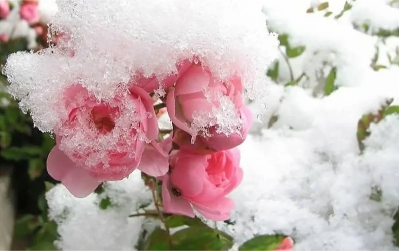 Őszi metszés nélkül: hogyan lehet megvédeni a pünkösdi rózsát a fagytól