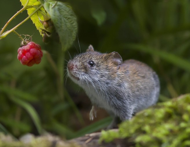 Hogyan lehet megszabadulni a kertben élő pockoktól – természetes módon