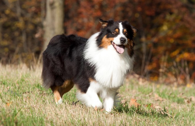 A lista megmutatja, mely kutyák élnek a leghosszabb ideig 3 A lista megmutatja, mely kutyák élnek a leghosszabb ideig