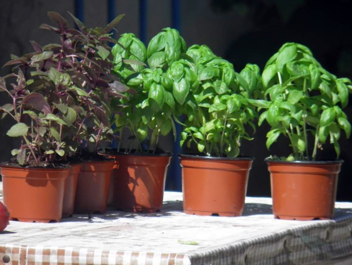 Sem a nappaliban, sem a teraszon: hol a legjobb hely a bazsalikom számára, hogy szerencsét hozzon a házban