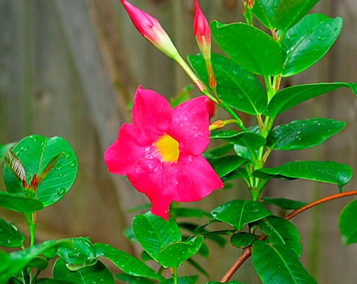 A diplodia téli gondozása: a legjobb hely a teleléshez egy hangulatos sarokban 3 A diplodia téli gondozása: a legjobb hely a teleléshez egy hangulatos sarokban