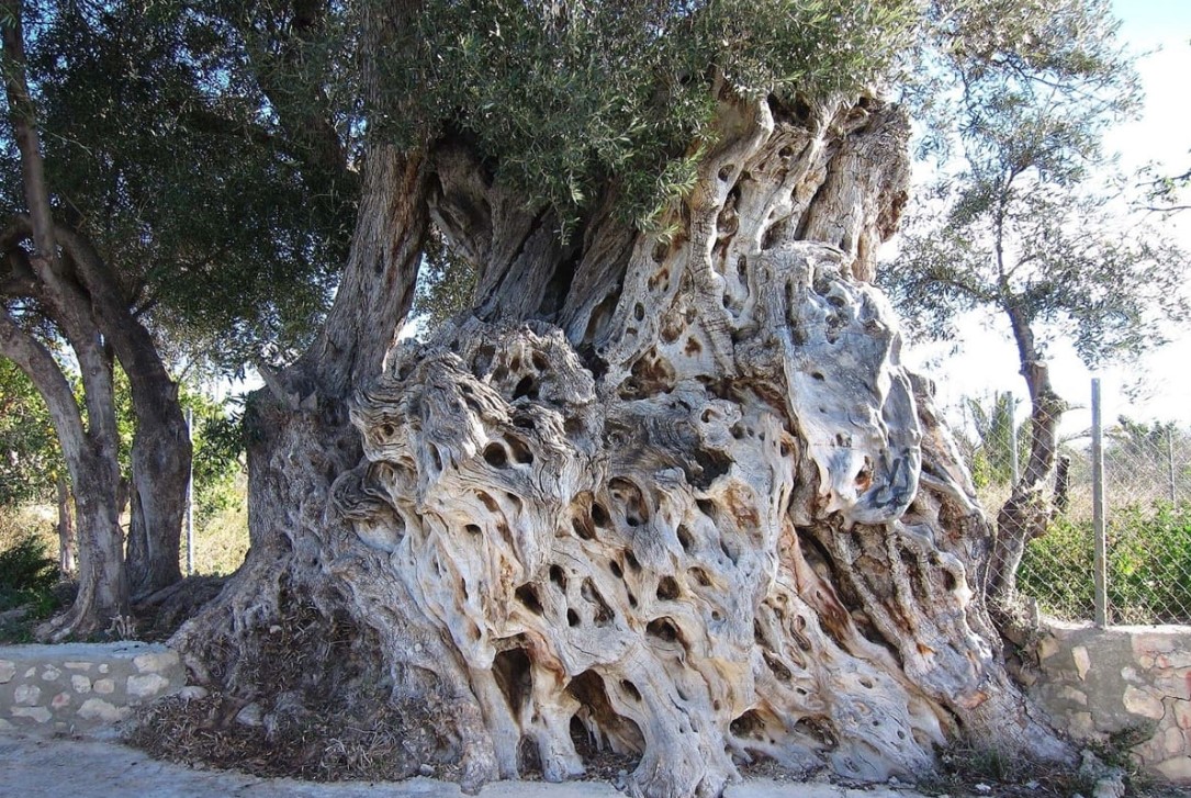 A világ legrégebbi olajfája: 4000 éves, és még mindig gyümölcsöt terem