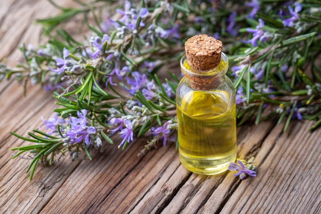 Rozmaringvíz a hajhoz: miért hasznos használni és mire használják