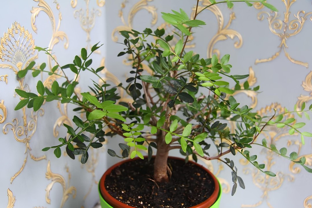 Hogyan növekszik a pisztáciafa cserépben, és milyen gyakran kell öntözni 3 Hogyan növekszik a pisztáciafa cserépben, és milyen gyakran kell öntözni