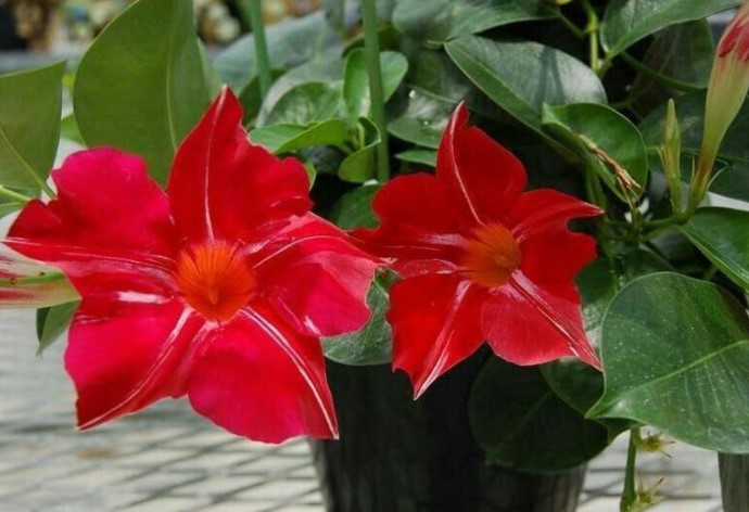 A diplodia téli gondozása: a legjobb hely a teleléshez egy hangulatos sarokban 4 A diplodia téli gondozása: a legjobb hely a teleléshez egy hangulatos sarokban