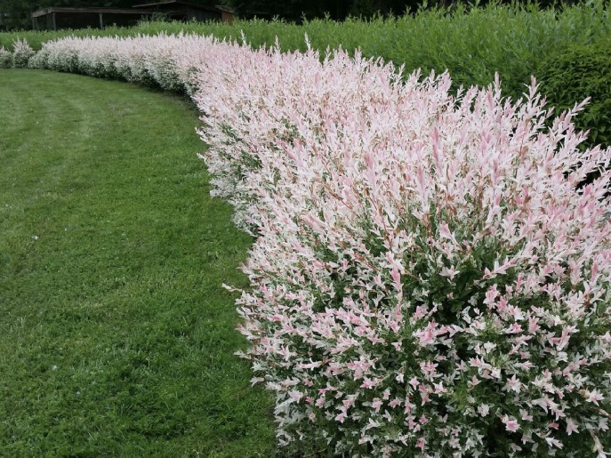 Ezért őrül meg minden kertész a japán fűzért – a trükk, amit azonnal ki akarsz próbálni! 4 Ezért őrül meg minden kertész a japán fűzért – a trükk, amit azonnal ki akarsz próbálni!