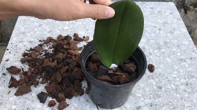 Orchidea Szaporítása Levélről: Minden, Amit Tudnod Kell A Tökéletes Szaporításhoz