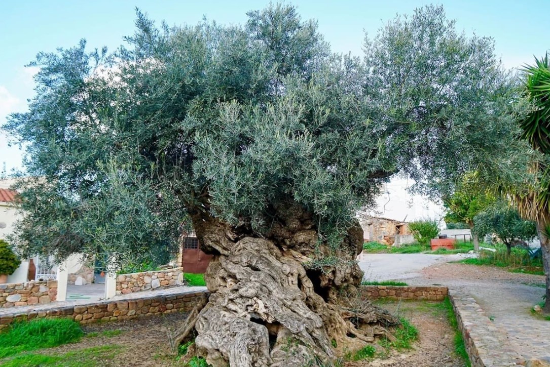 A világ legrégebbi olajfája: 4000 éves, és még mindig gyümölcsöt terem