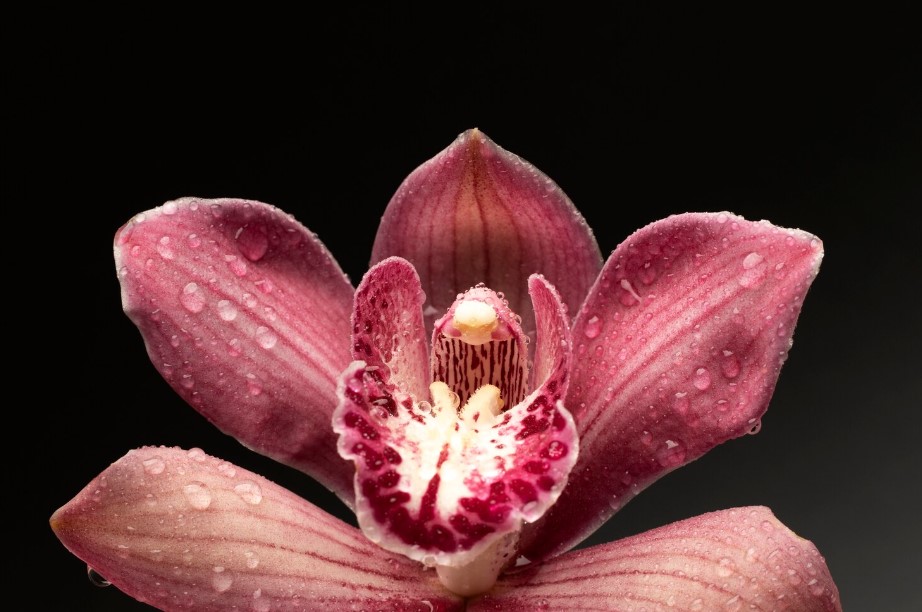 A kertészek titkos módszere: Ez az egyszerű, természetes technika újraéleszti az orchideádat – és úgy virágzik majd, mint még soha 4 A kertészek titkos módszere: Ez az egyszerű, természetes technika újraéleszti az orchideádat – és úgy virágzik majd, mint még soha