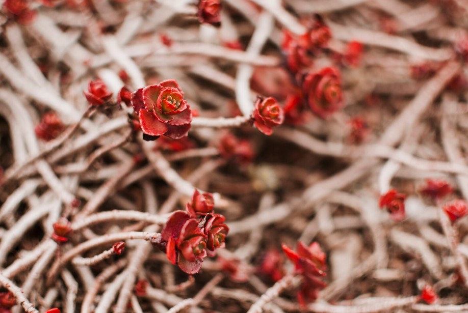 Hogyan élhetik túl a kert legszebb rózsái a telet? A titkok, amikről minden kertésznek tudnia kell 4 Hogyan élhetik túl a kert legszebb rózsái a telet? A titkok, amikről minden kertésznek tudnia kell