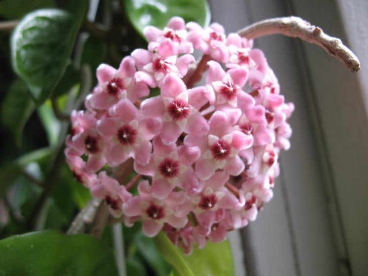 Hoya Carnosa: Az otthon varázslatos szobanövénye, ami soha nem hagy cserben