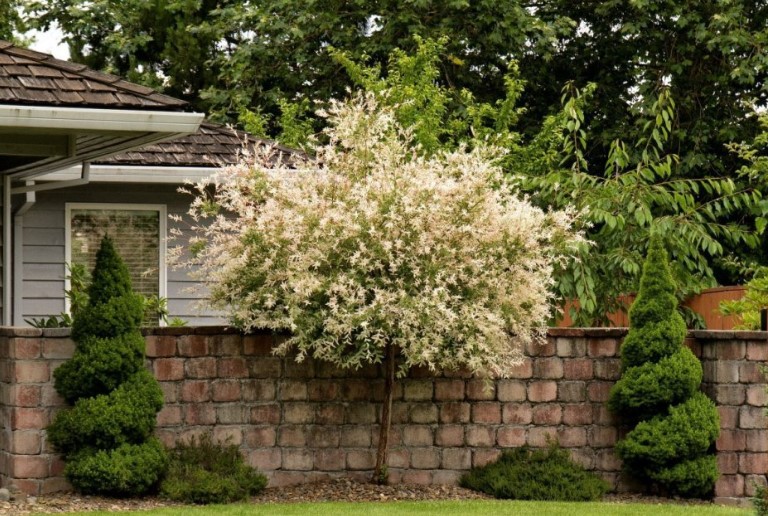 Ezért őrülnek meg a kertészek a japán fűzrétől – ezt a trükköt neked is ki kell próbálnod most rögtön!