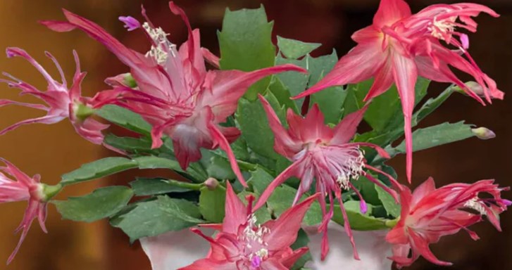 8 változat a Schlumbergera (ünnepi kaktusz) közül, amelyek beragyogják a sötét hónapokat 4 8 változat a Schlumbergera (ünnepi kaktusz) közül, amelyek beragyogják a sötét hónapokat