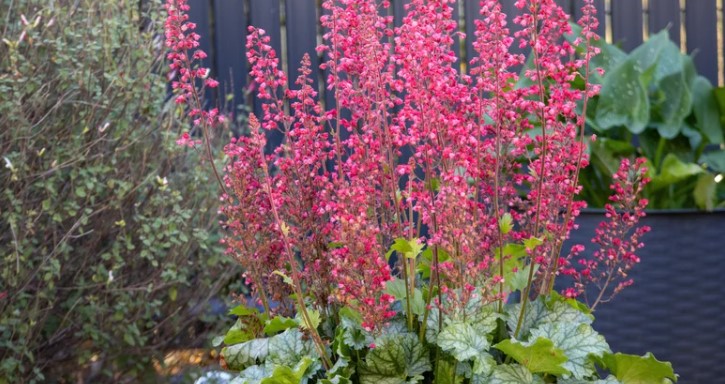 15 évelő növény, amit az első kemény fagy után érdemes takarni 4 15 évelő növény, amit az első kemény fagy után érdemes takarni