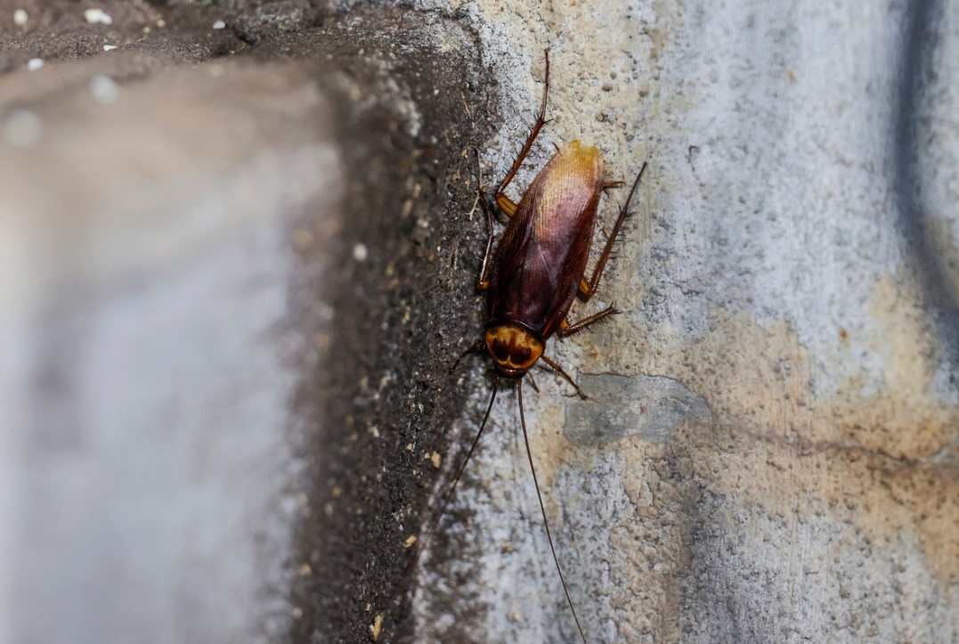 A csótányok paradicsoma a konyhában van: itt van egy olyan eszköz, amelyet minden nap használ, és amit imádnak