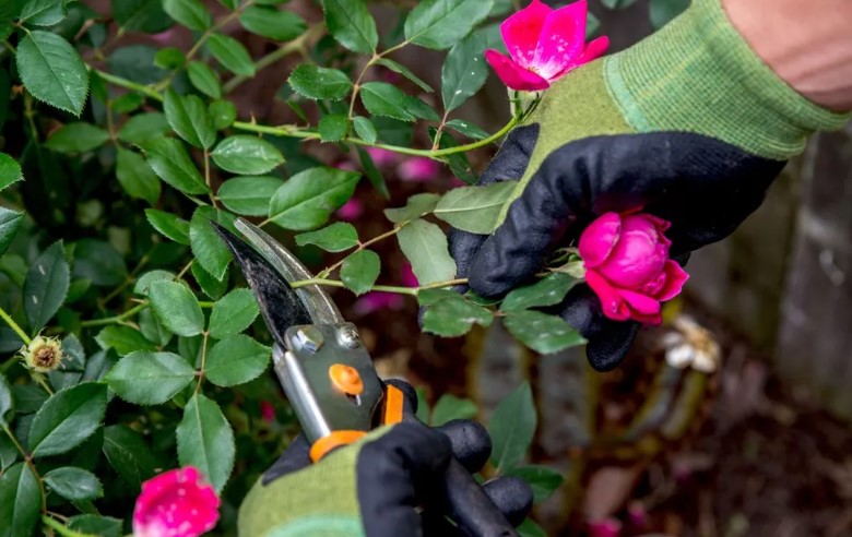 Szaporítsa a rózsabokrokat: hogyan és mikor kell szaporítania ezt a növényt, hogy több rózsát kapjon, vagy adja el őket 4 Szaporítsa a rózsabokrokat: hogyan és mikor kell szaporítania ezt a növényt, hogy több rózsát kapjon, vagy adja el őket