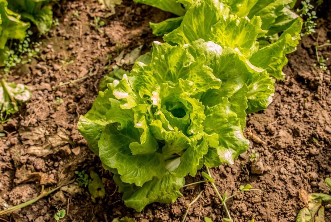 Így vetnek a profi kertészek salátát november közepén, hogy bőséges termést érjenek el 4 Így vetnek a profi kertészek salátát november közepén, hogy bőséges termést érjenek el