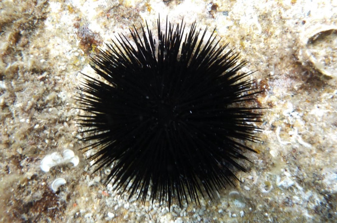 A tanulmány azt mutatja, hogy a tengeri sünök valójában a legtisztább formájú fej 4 A tanulmány azt mutatja, hogy a tengeri sünök valójában a legtisztább formájú fej