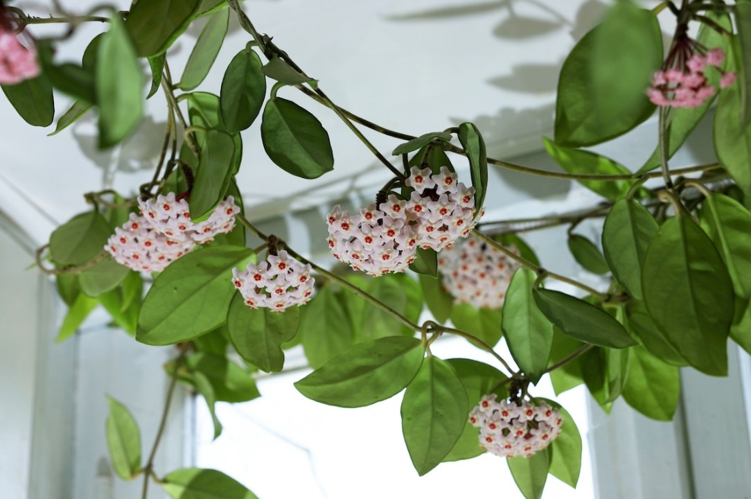 Olyan növény, amely ellenáll a 35 fokos hőmérsékletnek, és továbbra is illattal tölti meg a kertet 4 Olyan növény, amely ellenáll a 35 fokos hőmérsékletnek, és továbbra is illattal tölti meg a kertet