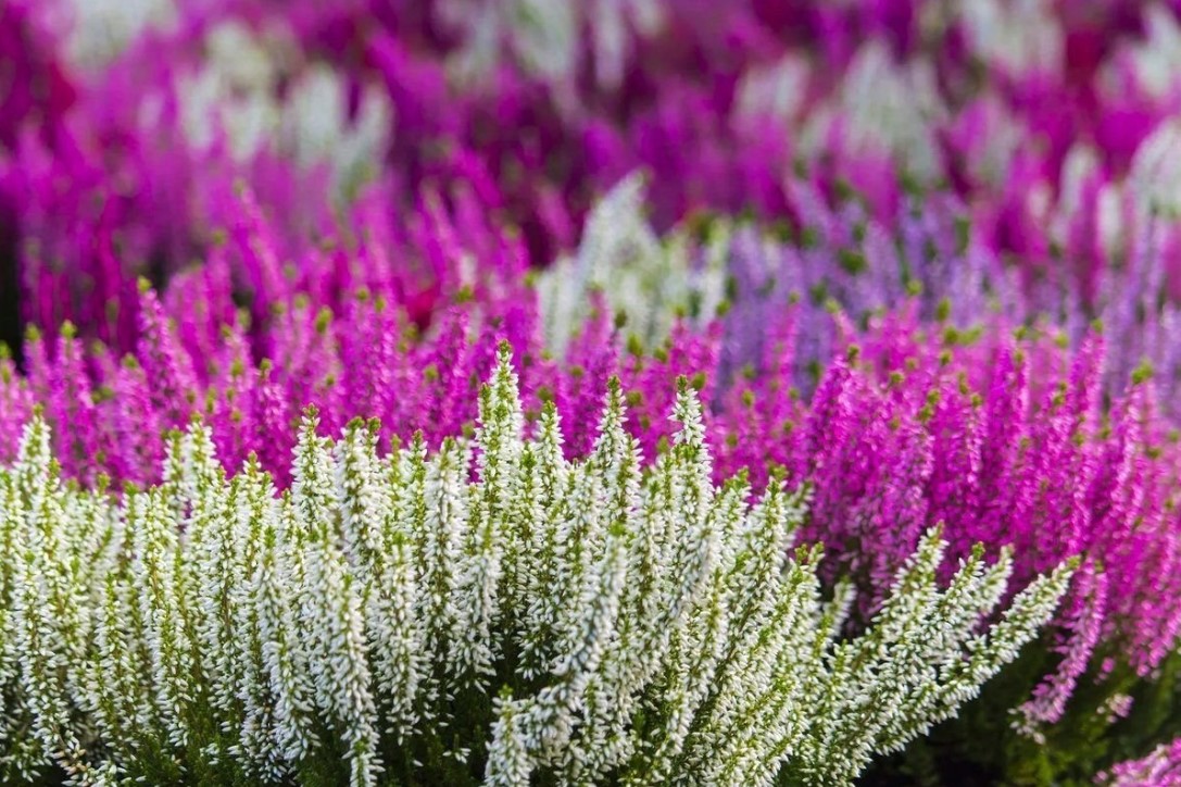 Növények, amelyek a legmelegebb őszi színekkel töltik meg kertjét és otthonát 4 Növények, amelyek a legmelegebb őszi színekkel töltik meg kertjét és otthonát