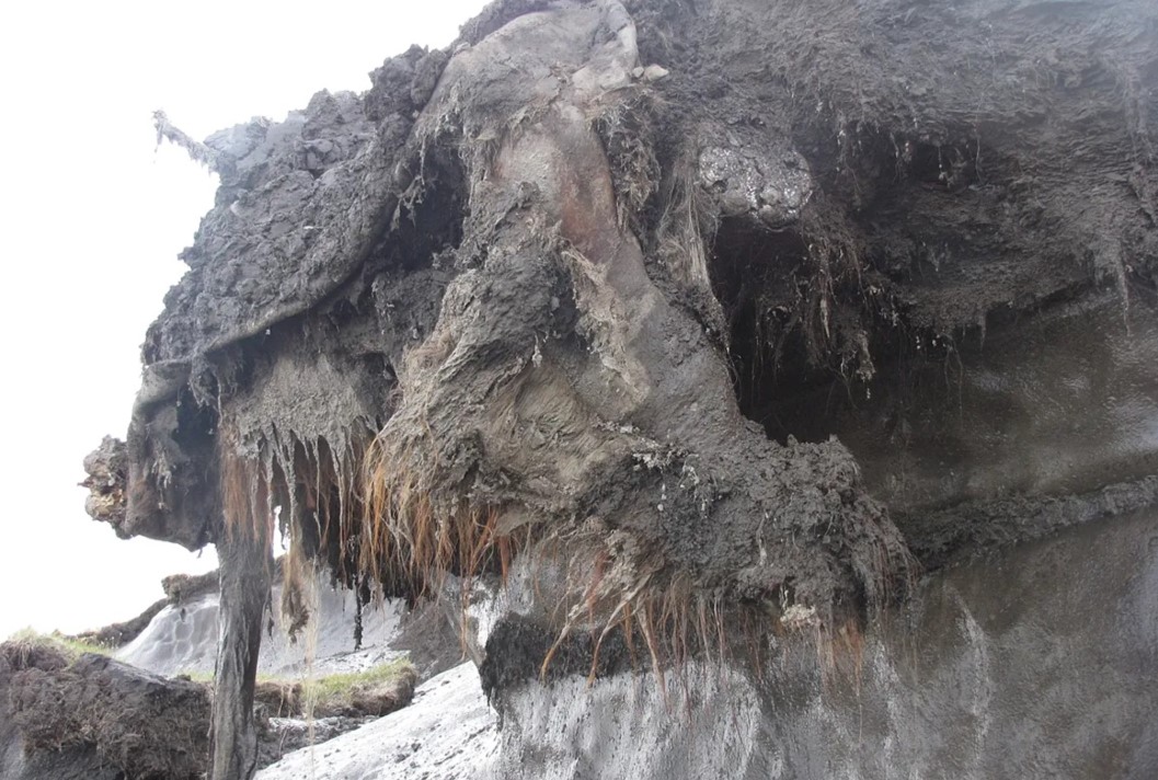 Egy mamut, amely 39 000 évvel ezelőtt halt meg egy barlangi oroszlán támadása miatt, előállította a valaha talált legrégebbi RNS-t