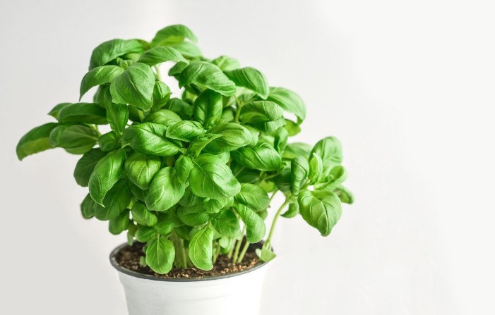 Sem a nappaliban, sem a teraszon: hol a legjobb hely a bazsalikom számára, hogy szerencsét hozzon a házban