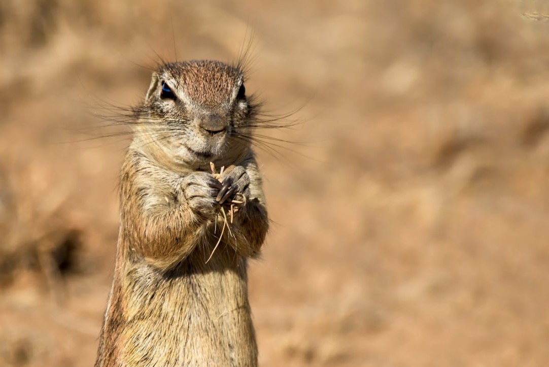 Halálos adaptációk: hogyan ellenállnak az állatok és a növények a mérgeknek 4 Halálos adaptációk: hogyan ellenállnak az állatok és a növények a mérgeknek