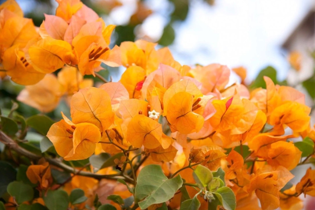 Hogyan gondozzuk a bougainvillea-t novemberben a színekért a kertben 4 Hogyan gondozzuk a bougainvillea-t novemberben a színekért a kertben