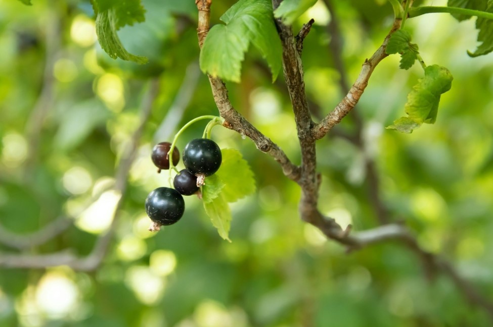 Ültesse ezt a gyümölcsöt most, hogy tavasszal bőséges termést kapjon 4 Ültesse ezt a gyümölcsöt most, hogy tavasszal bőséges termést kapjon
