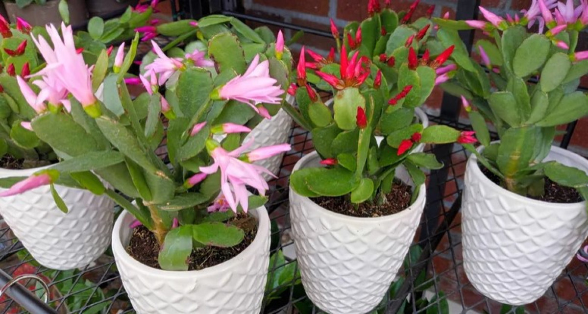 8 változat a Schlumbergera (ünnepi kaktusz) közül, amelyek beragyogják a sötét hónapokat