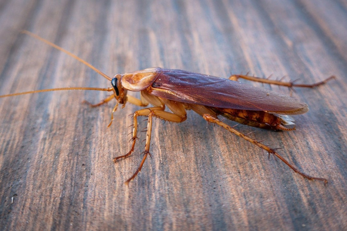 A csótányok paradicsoma a konyhában van: itt van egy olyan eszköz, amelyet minden nap használ, és am...